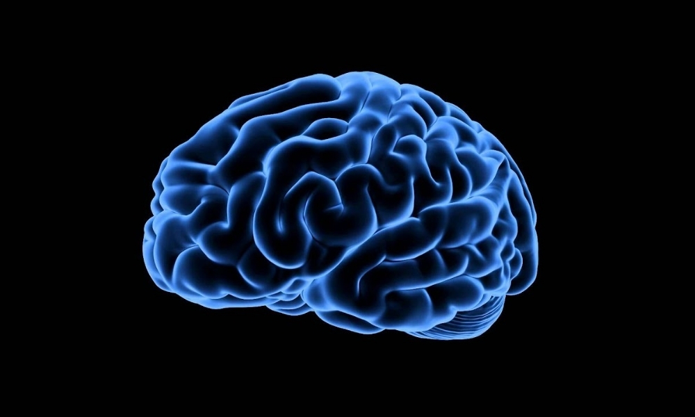 Lý thuyết 3 não là một mô hình về cấu trúc não bộ con người được đề xuất bởi nhà khoa học thần kinh Paul MacLean vào những năm 1960.