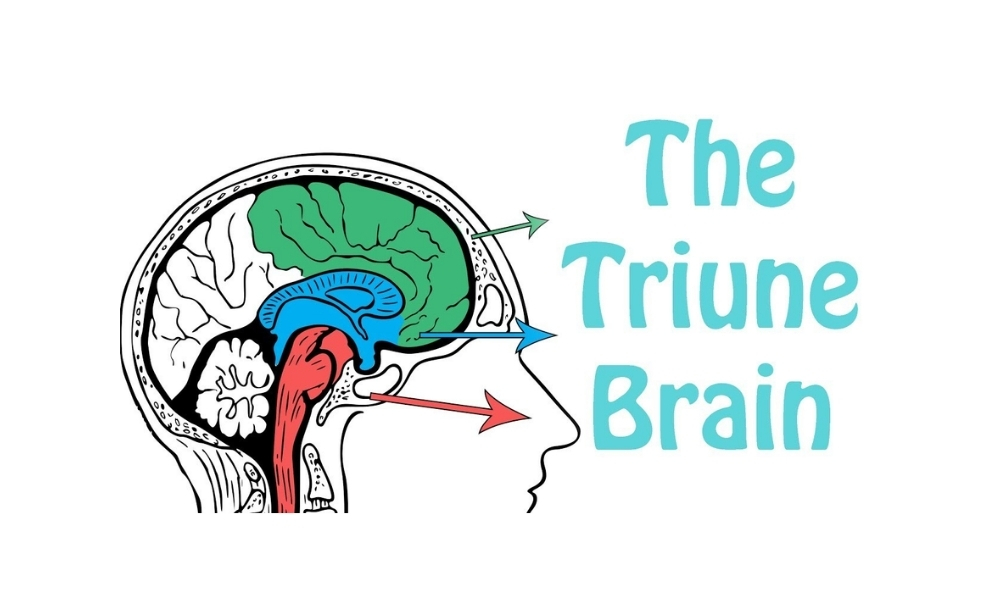 Lý thuyết 3 não mang lại những ý nghĩa quan trọng trong việc hiểu và cải thiện hiệu quả giao dịch