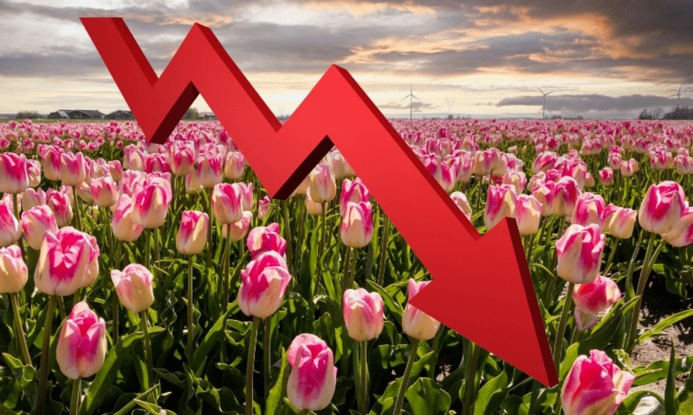 Tìm hiểu khái quát về bong bóng hoa tulip là gì?