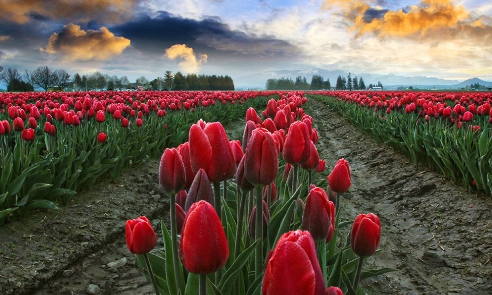 Tác động của bong bóng hoa Tulip đối với xã hội Hà Lan là gì?